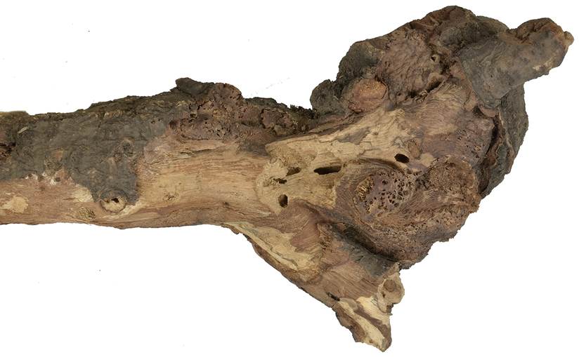 Pd SK Quercus+Viscum.JPG